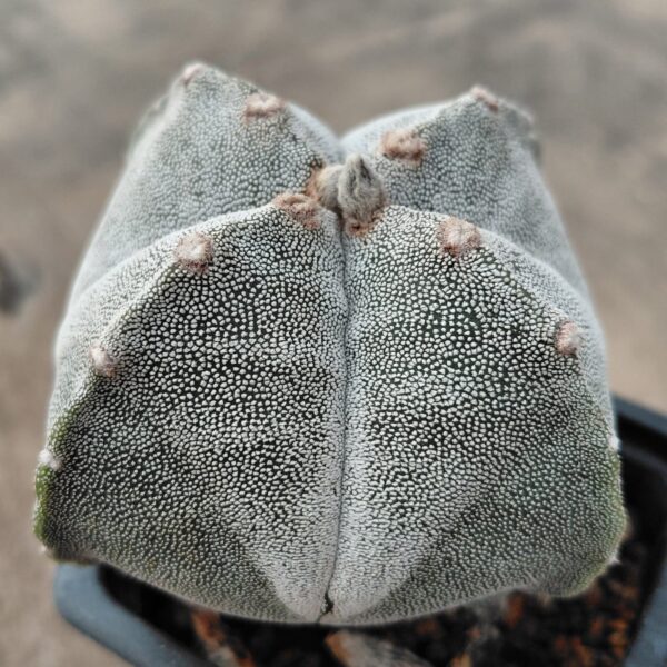 Astrophytum myrio. quadricostatum