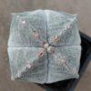 Astrophytum myrio. quadricostatum