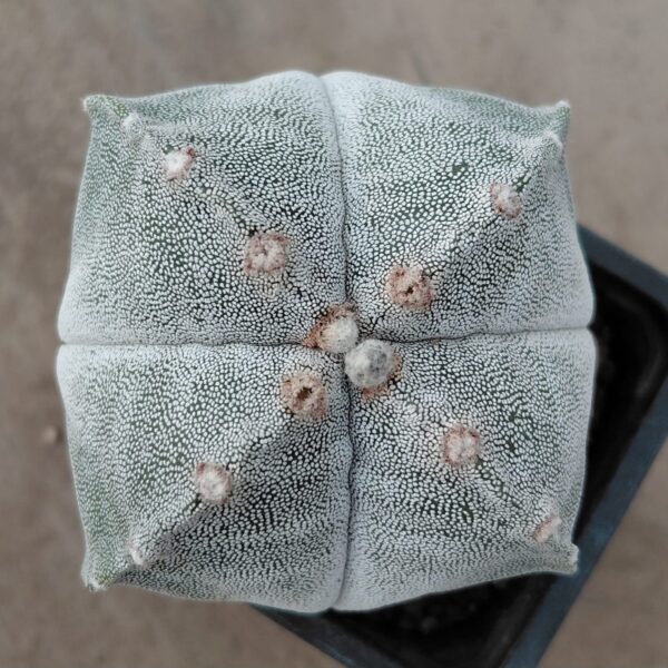 Astrophytum myrio. quadricostatum
