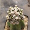 Astrophytum myrio. Red Hakuyjo Ball injertado