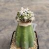 Astrophytum myrio. Red Hakuyjo Ball injertado