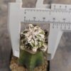 Astrophytum myrio. Red Hakuyjo Ball injertado