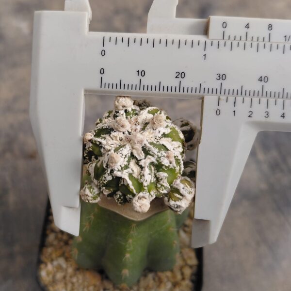 Astrophytum myrio. Red Hakuyjo Ball injertado
