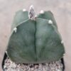 Astrophytum myrio. quadricostatum nudum
