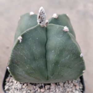 Astrophytum myrio. quadricostatum nudum