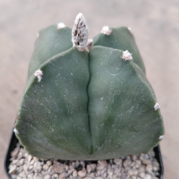 Astrophytum myrio. quadricostatum nudum