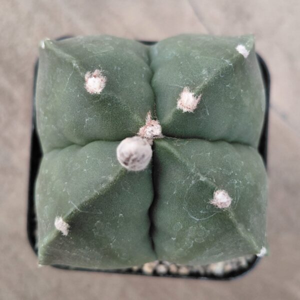 Astrophytum myrio. quadricostatum nudum