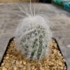 Cephalocereus senilis