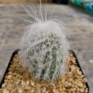 Cephalocereus senilis