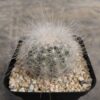 Copiapoa scopulina