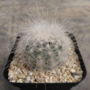 Copiapoa scopulina