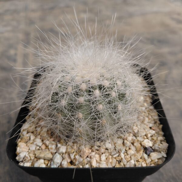 Copiapoa scopulina