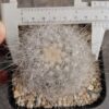 Copiapoa scopulina
