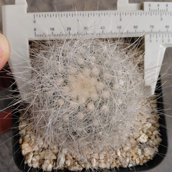 Copiapoa scopulina