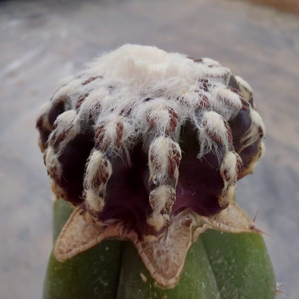 Discocactus horstii injertado