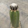 Discocactus horstii injertado