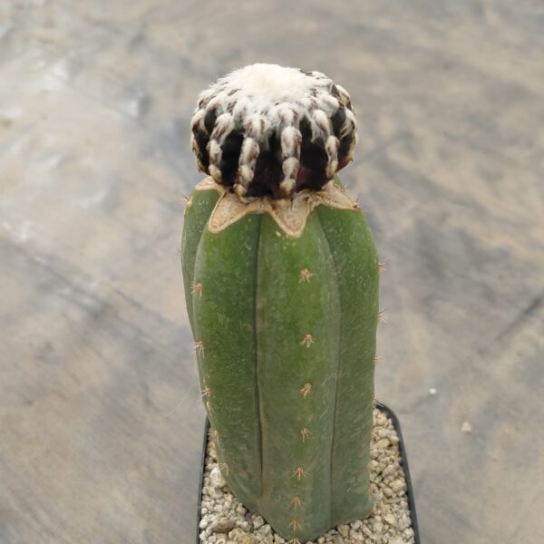 Discocactus horstii injertado