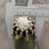 Discocactus horstii injertado