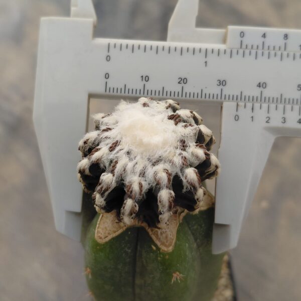 Discocactus horstii injertado