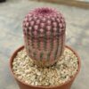 Echinocereus rigidissimus v. rubispinus