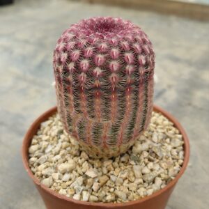 Echinocereus rigidissimus v. rubispinus