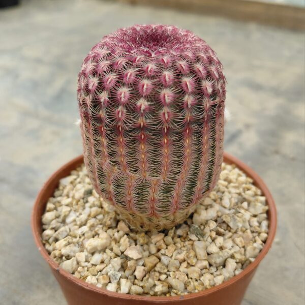 Echinocereus rigidissimus v. rubispinus