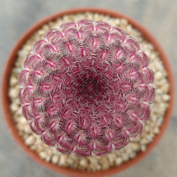 Echinocereus rigidissimus v. rubispinus