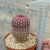Echinocereus rigidissimus v. rubispinus