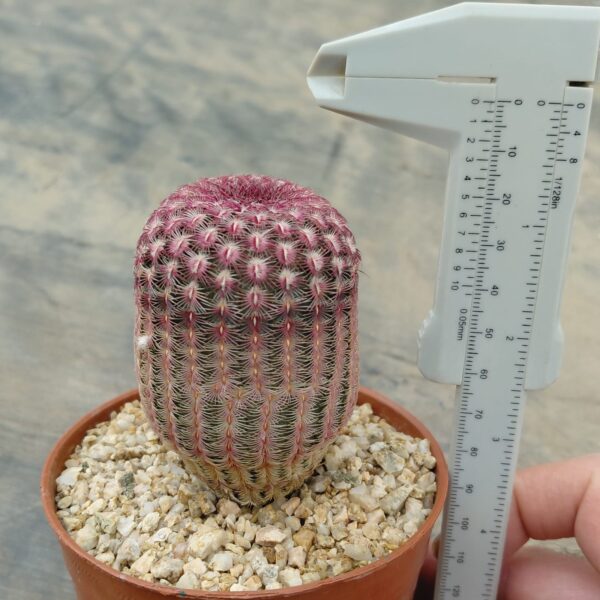 Echinocereus rigidissimus v. rubispinus