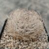 Eriosyce senilis