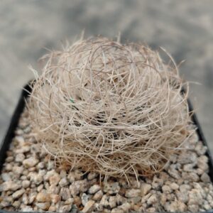 Eriosyce senilis