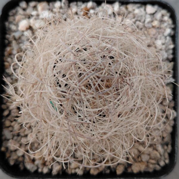 Eriosyce senilis