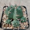 Euphorbia meloformis