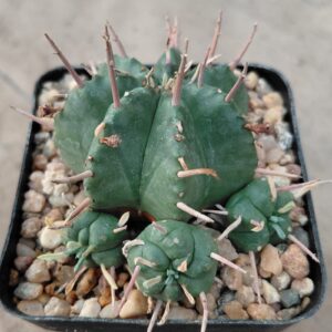 Euphorbia meloformis