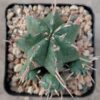 Euphorbia meloformis