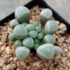 Fenestraria rhopalophylla