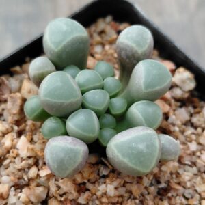 Fenestraria rhopalophylla