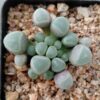 Fenestraria rhopalophylla