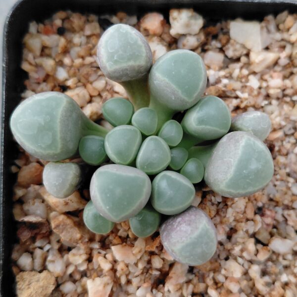 Fenestraria rhopalophylla