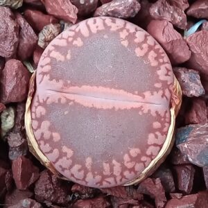 Lithops aucampiae C255