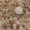 Lithops aucampiae C255