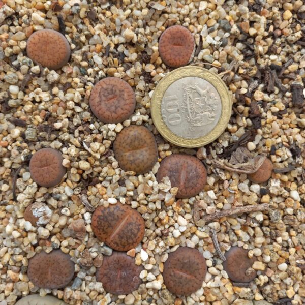 Lithops aucampiae C255
