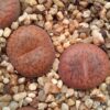 Lithops aucampiae C255