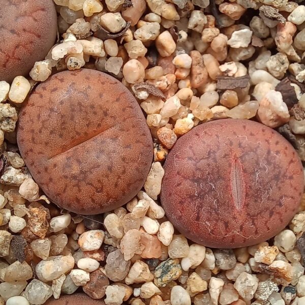 Lithops aucampiae C255