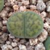 Lithops bromfieldii cv sulphurea C362