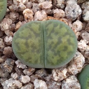 Lithops bromfieldii cv sulphurea C362