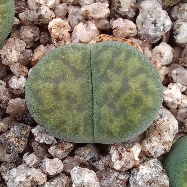 Lithops bromfieldii cv sulphurea C362