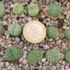 Lithops bromfieldii cv sulphurea C362