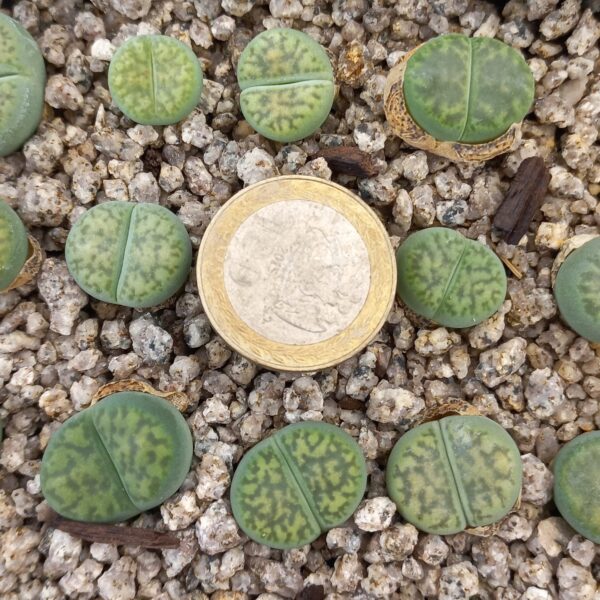 Lithops bromfieldii cv sulphurea C362