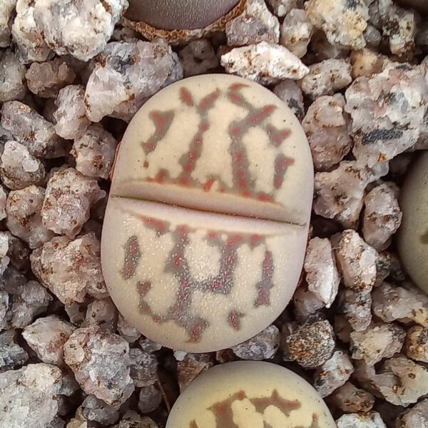 Lithops dorotheae